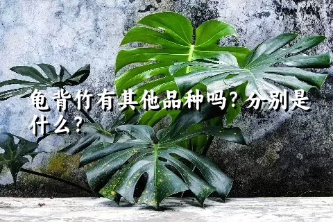 龟背竹有其他品种吗？分别是什么？