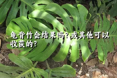 龟背竹会结果吗？或其他可以收获的？