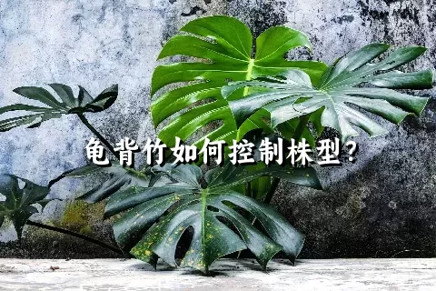 龟背竹如何控制株型？