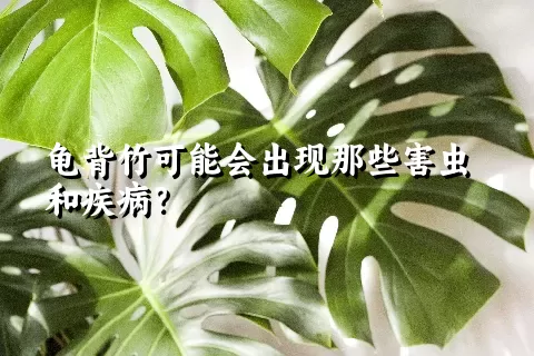 龟背竹可能会出现那些害虫和疾病？