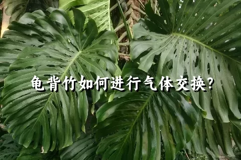 龟背竹如何进行气体交换？