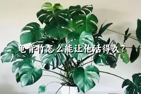 龟背竹怎么能让他活得久？