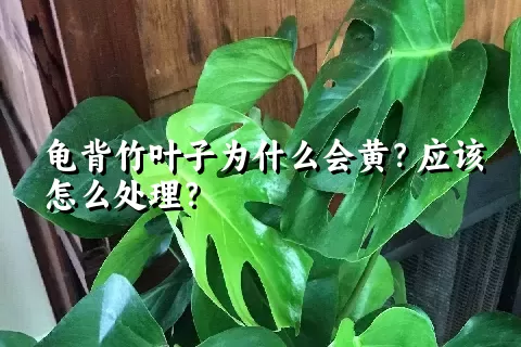 龟背竹叶子为什么会黄？应该怎么处理？