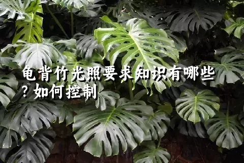 龟背竹光照要求知识有哪些？如何控制