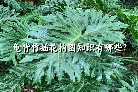 龟背竹插花构图知识有哪些？