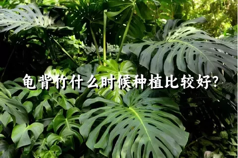 龟背竹什么时候种植比较好？