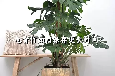 龟背竹如何保存更长时间？