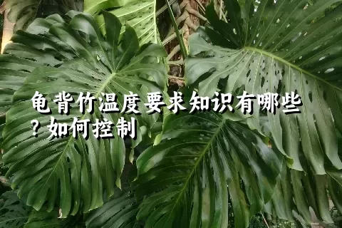 龟背竹温度要求知识有哪些？如何控制