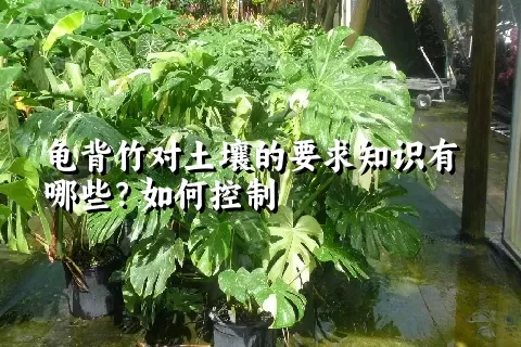 龟背竹对土壤的要求知识有哪些？如何控制