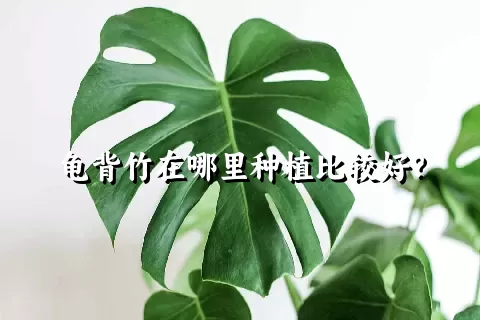 龟背竹在哪里种植比较好？