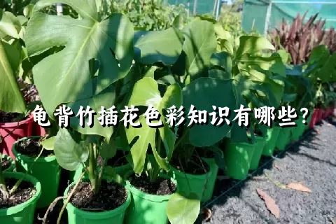 龟背竹插花色彩知识有哪些？