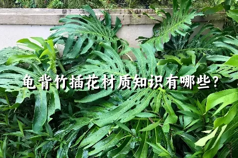 龟背竹插花材质知识有哪些？