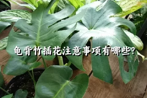 龟背竹插花注意事项有哪些？