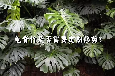 龟背竹是否需要定期修剪？