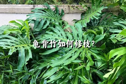 龟背竹如何修枝？