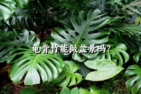 龟背竹能做盆景吗？