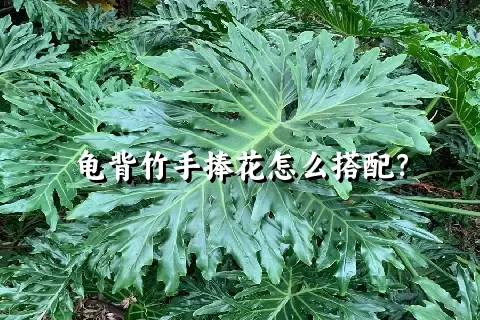 龟背竹手捧花怎么搭配？