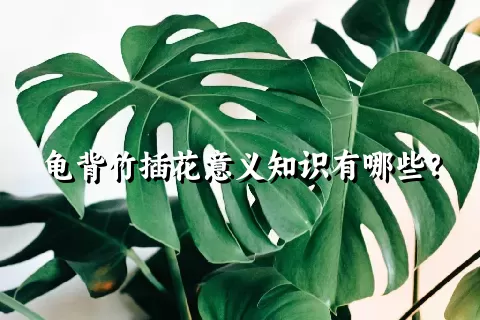 龟背竹插花意义知识有哪些？