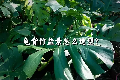 龟背竹盆景怎么造型？