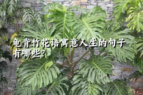 龟背竹花语寓意人生的句子有哪些？