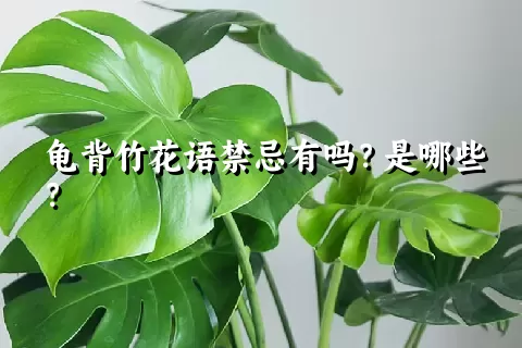 龟背竹花语禁忌有吗？是哪些？