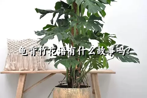 龟背竹花语有什么故事吗？