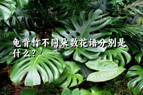 龟背竹不同朵数花语分别是什么？