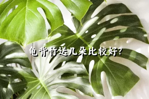 龟背竹送几朵比较好？