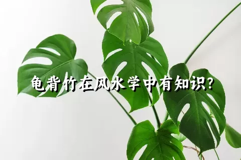 龟背竹在风水学中有知识？