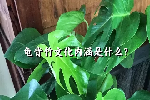 龟背竹文化内涵是什么？