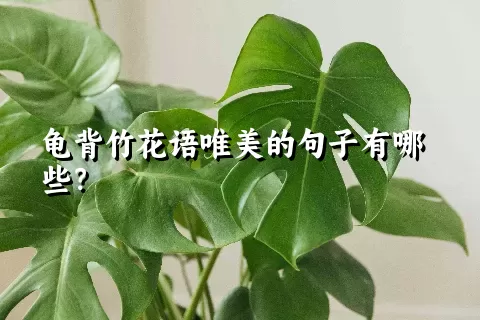 龟背竹花语唯美的句子有哪些？