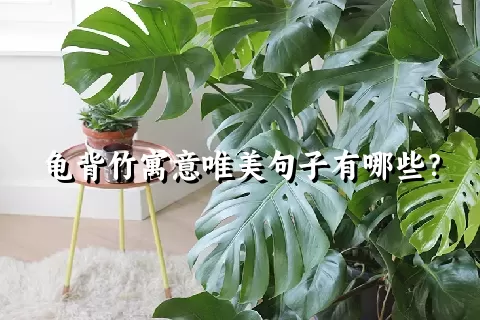 龟背竹寓意唯美句子有哪些？