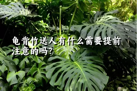 龟背竹送人有什么需要提前注意的吗？