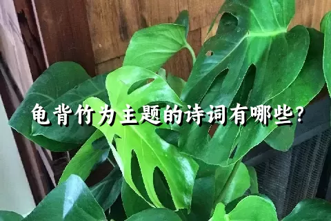 龟背竹为主题的诗词有哪些？