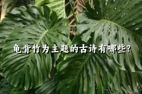 龟背竹为主题的古诗有哪些？