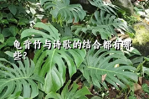 龟背竹与诗歌的结合都有哪些？