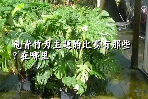 龟背竹为主题的比赛有那些？在哪里