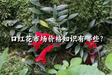 口红花市场价格知识有哪些？