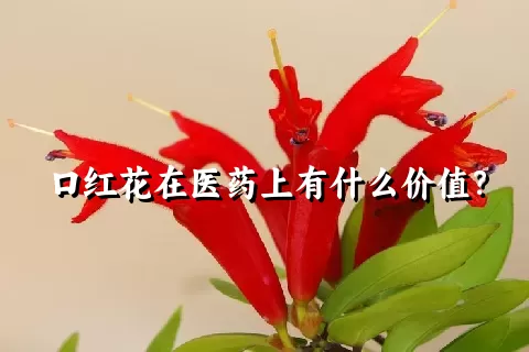 口红花在医药上有什么价值？