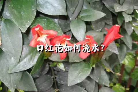 口红花如何浇水？