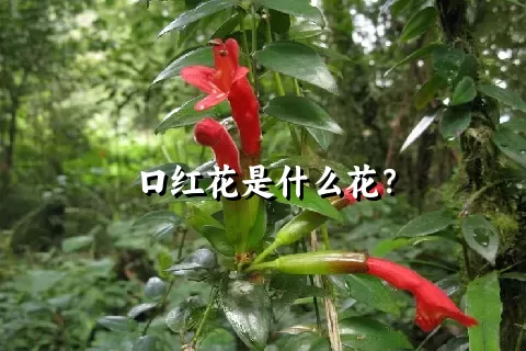 口红花是什么花？