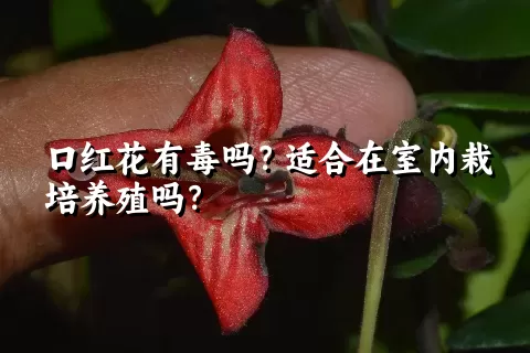 口红花有毒吗？适合在室内栽培养殖吗？