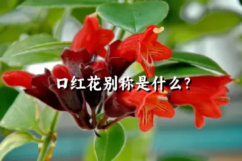 口红花别称是什么？