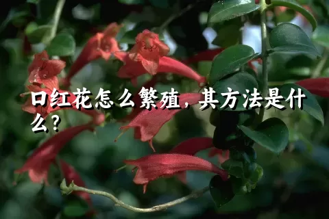 口红花怎么繁殖，其方法是什么？