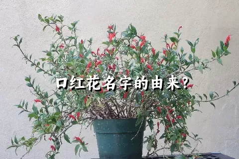 口红花名字的由来？