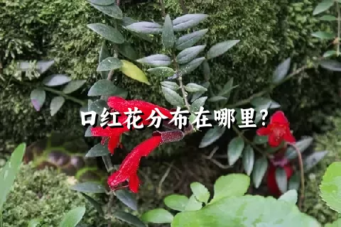 口红花分布在哪里?