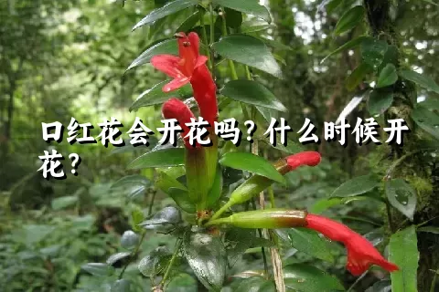 口红花会开花吗？什么时候开花？