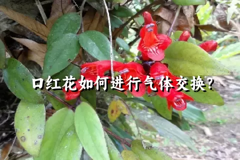 口红花如何进行气体交换？