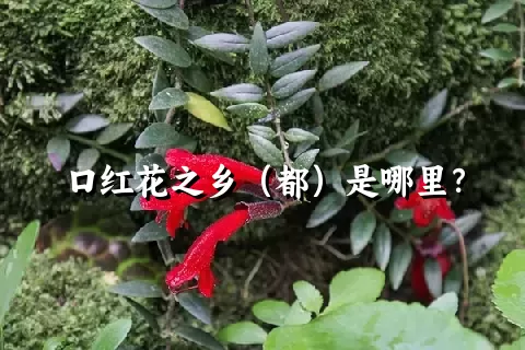 口红花之乡（都）是哪里？