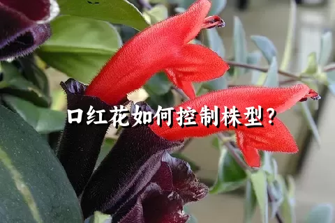 口红花如何控制株型？